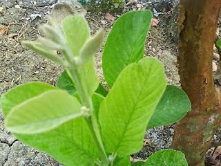 cara dan rawatan hilangkan sakit perut pucuk daun jambu