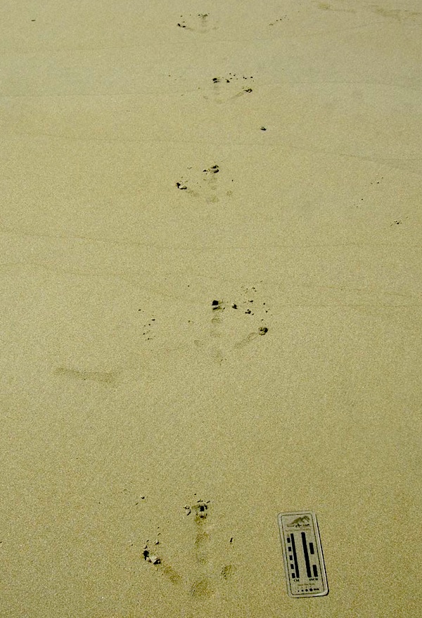 The Great Cretaceous Walk Cruising the Cretaceous of Queensland