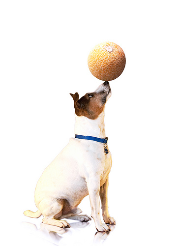 Best Way To Communicate With Dogs Best Way To Communicate With Dogs