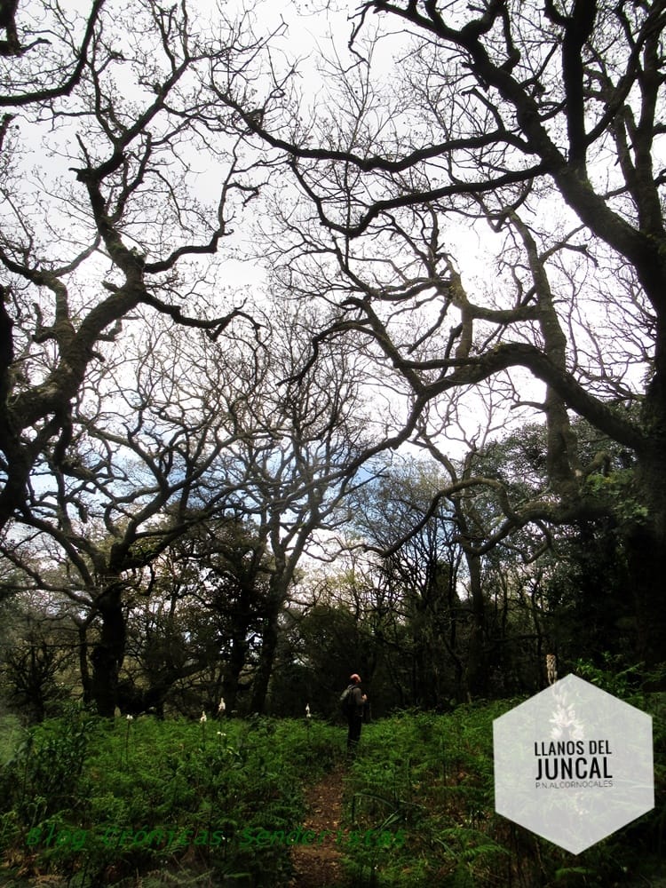 Llanos del Juncal.