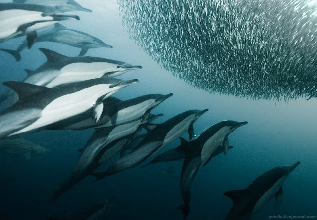 fotografías submarinas de tiburones y delfines