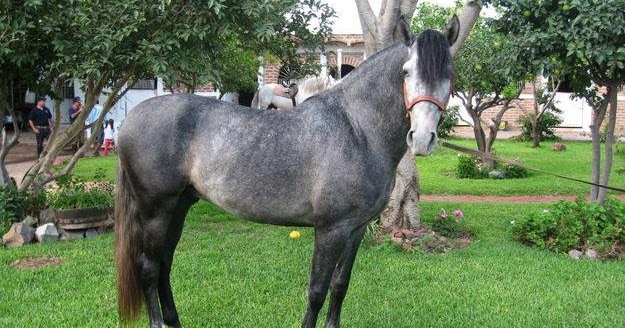 los caballos españoles: caballos españoles