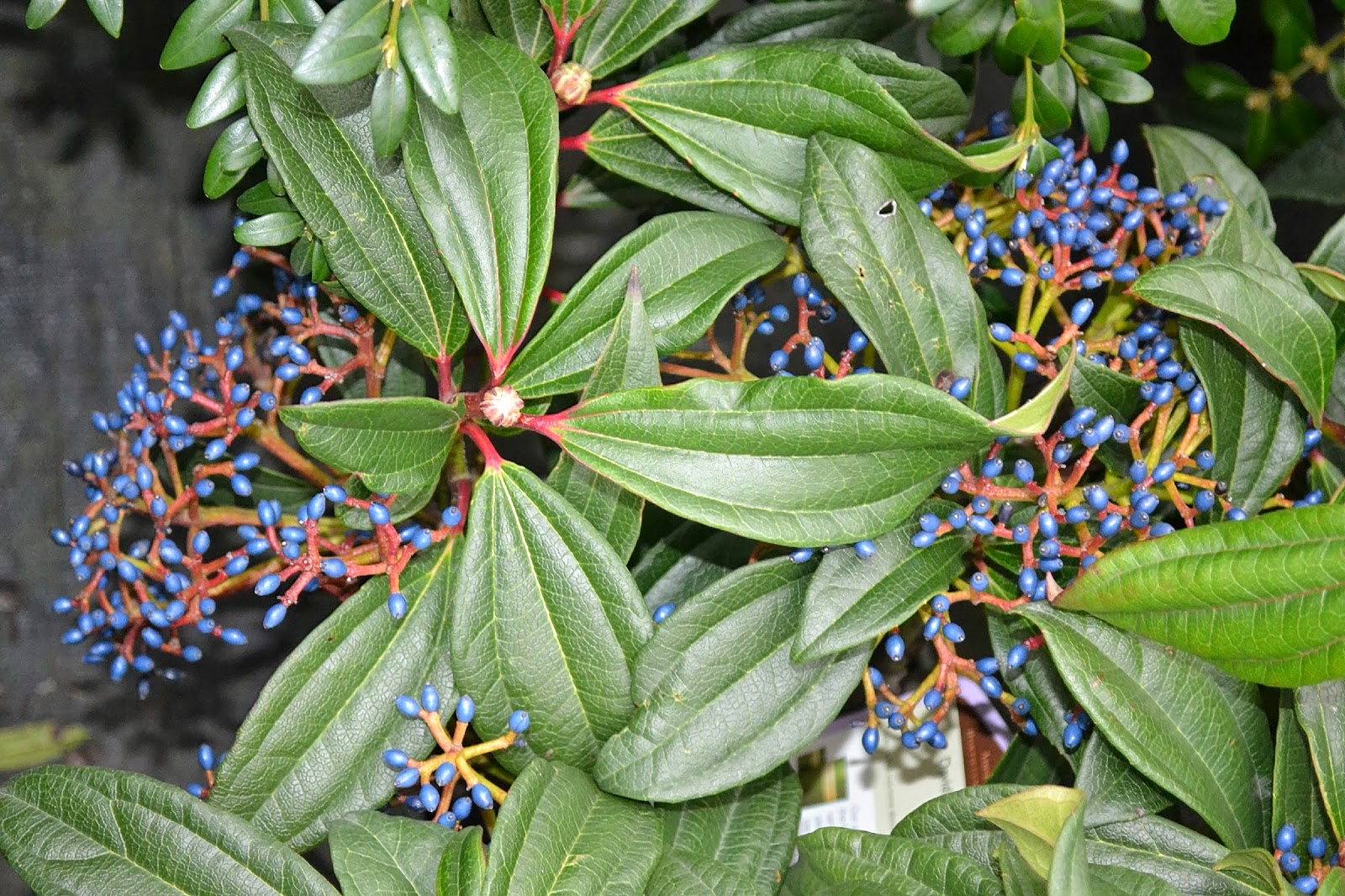 Shrub Shrub Id 5