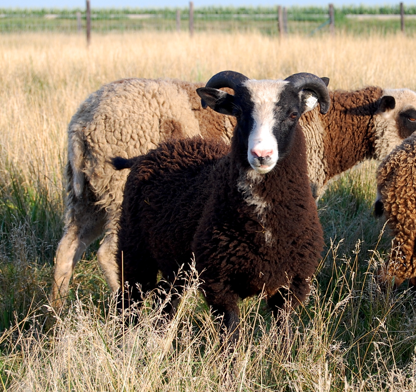 Crosswinds Farm Now that's a sheep of a different color!