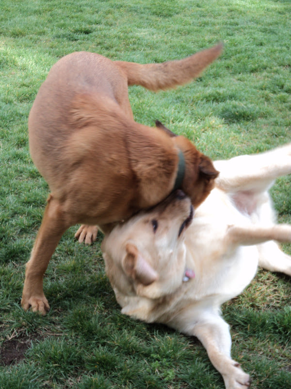 baby owlet sweater and a baby quilt - Knitionary