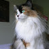 Size and Weight of Maine Coon Cat