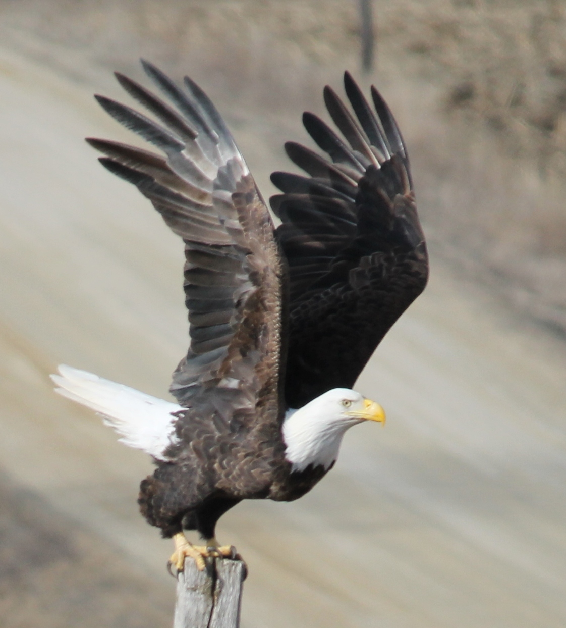 Renewable Wind Energy | Turbines: Bald Eagle Annual Deaths As High As 14