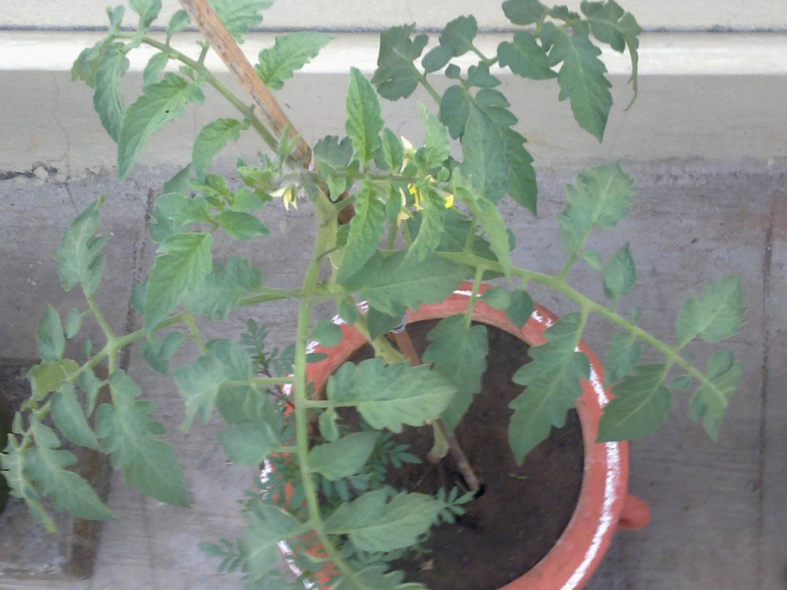 Plants Growing In My Potted Garden. How To Grow Tomatoes