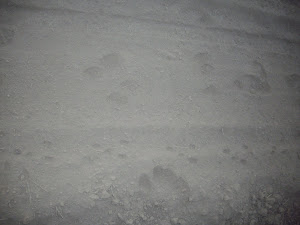 Footprints of barking deer and gerbil aeen in the sand track along forest trail.