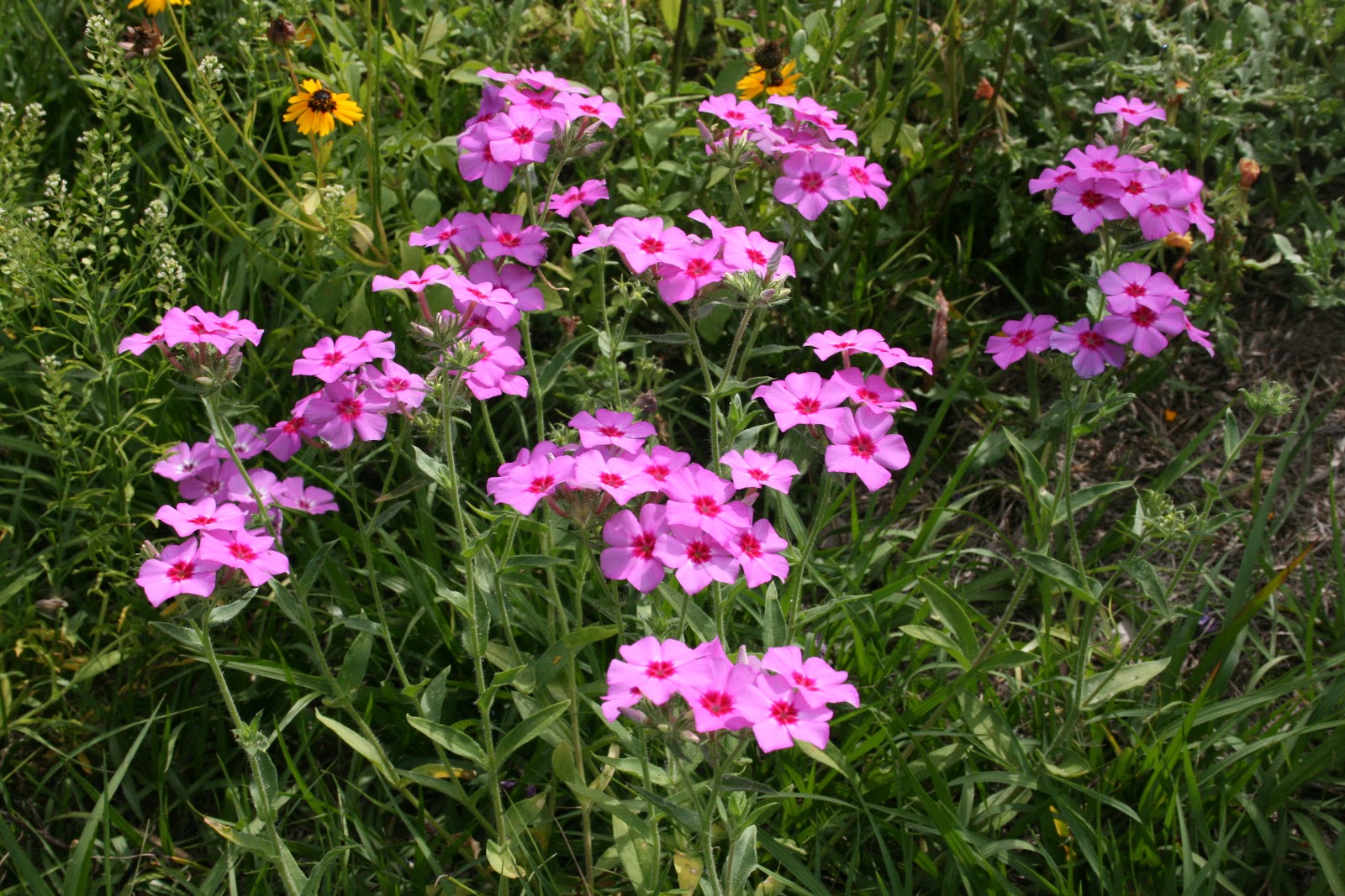 Roadside Wildflowers of Florida