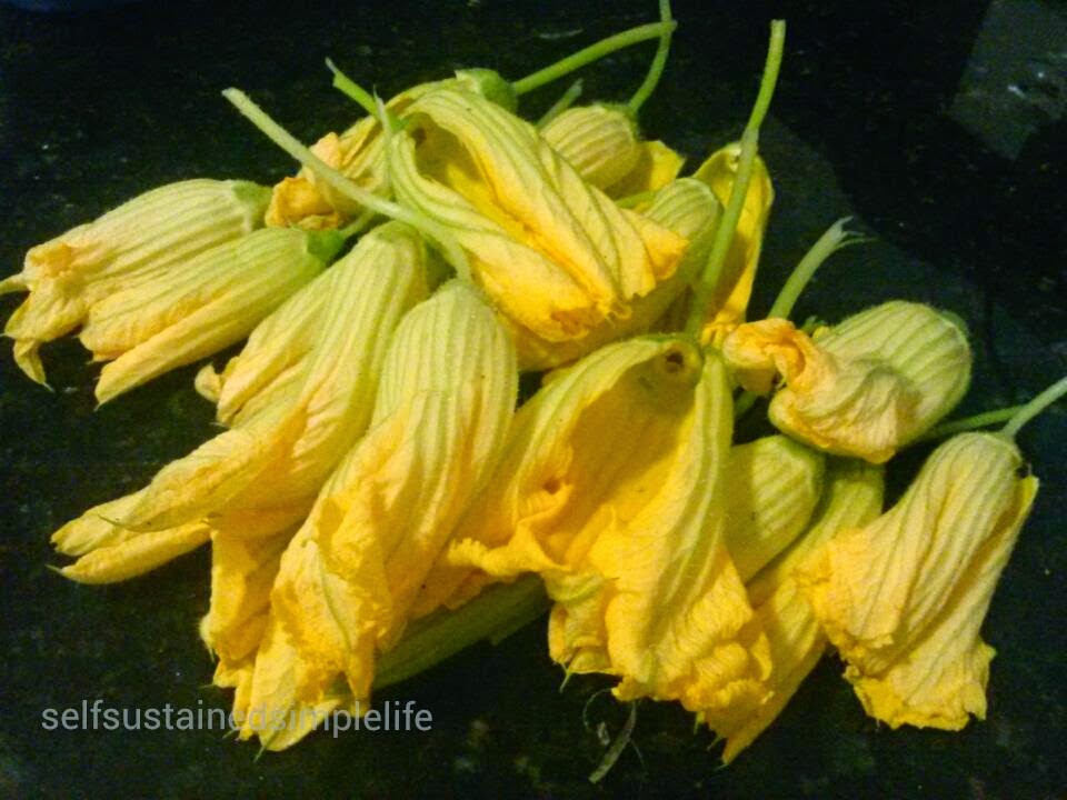 Our Journey to a Simple Life Squash Blossoms from our garden