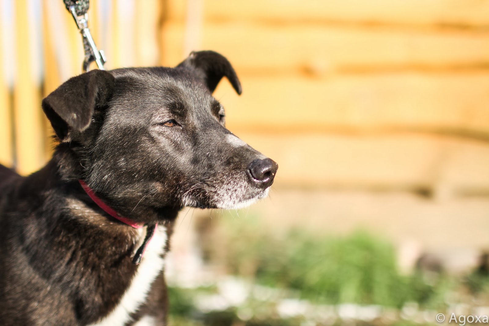 AGOXA FCI Pieski do oddania za darmo