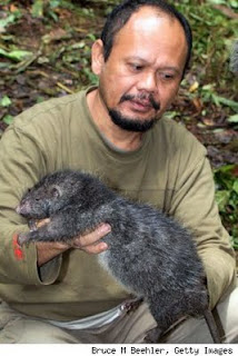 Tikus+Raksasa.jpg