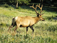 Wapiti or commonly known as Elk