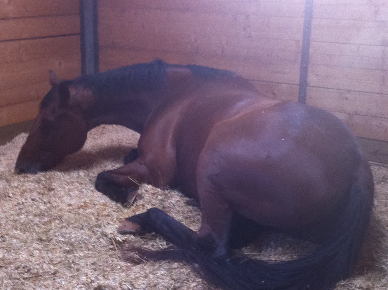 toys for horses on stall rest