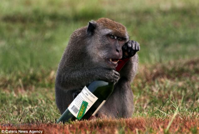 Drinking Wine With Mono Drinking Wine With Mono