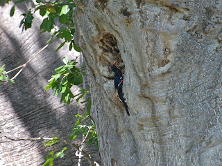 Green Wood-Hoopoe