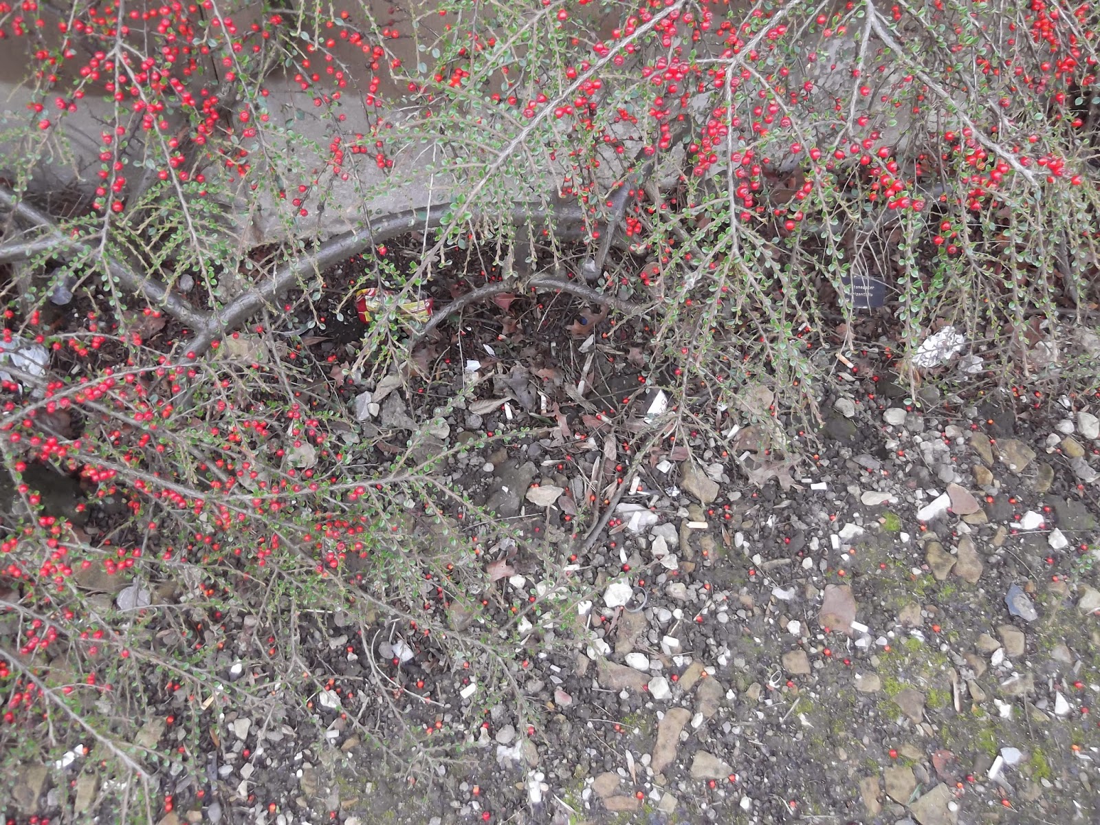 Plant Blog Natalia Kaminska Cotoneaster Horizontalis