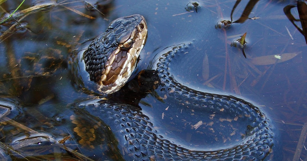 Living Alongside Wildlife Readers Write In Are Water Moccasins and