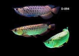 Cross Back Golden Arowana | Dragon Fish