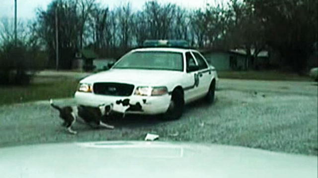 Pitbull Dog Attacks Police Car