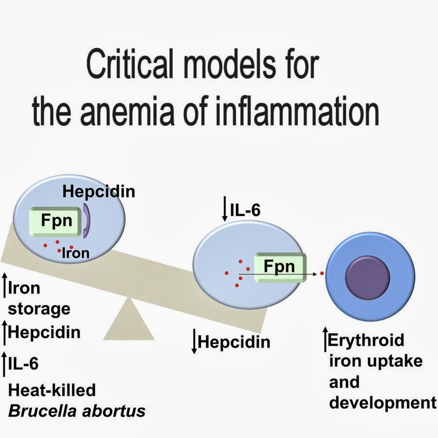 Medical Laboratory and Biomedical Science Critical models for the