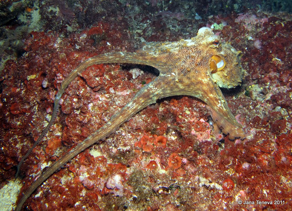 Jana around the world Diving with "polpi"/octopuses next to Tavolara