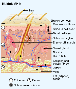 anatomy of human skin layer and arm stock vector 689023216 istock ask wilkinson does microdermabrasion thin your skin anatomy of human skin layer and arm stock vector 689023216 istock ask wilkinson does microdermabrasion thin your skin