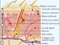 Epidermis Diagram Epidermis Diagram