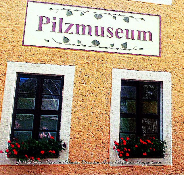 Deutschlands einzigartiges Pilzmuseum Fotografie Kerstin Schuster