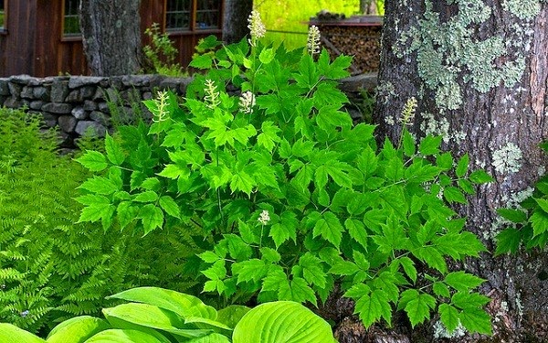 Những loài cây có hình thể giống con người 12 cay+mat+bup+be+1