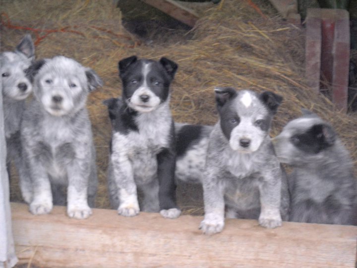 Blue Hill Today PUPPIES FOR SALE