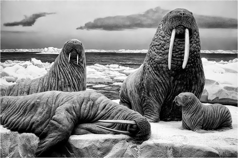 emerging photographers, Best Photo of the Day in Emphoka by Todd, https://flic.kr/p/pTWrAX emerging photographers, Best Photo of the Day in Emphoka by Todd, https://flic.kr/p/pTWrAX