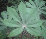 Daun Singkong Manfaat Dan Khasiatnya (wisata Herbal) Daun Singkong Manfaat Dan Khasiatnya (wisata Herbal)