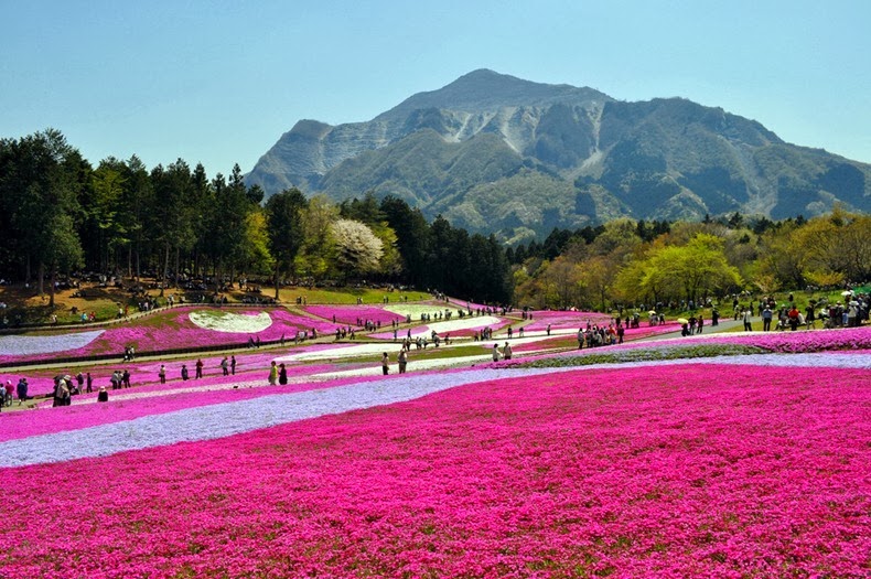 Hitachi Seaside Park in Japan