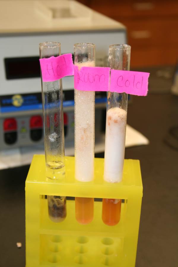 catalase enzyme experiment