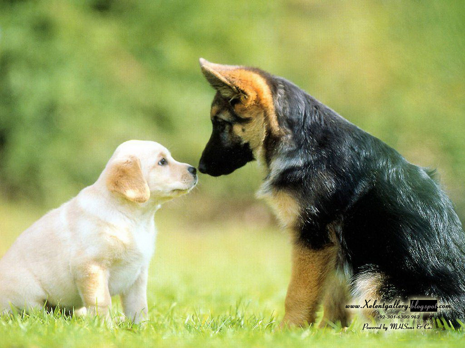 Download 21 labrador-dog-wallpapers Cute-Dog-Labrador-Retriever-Photo-Hd-Wallpaper-Wallpapers-.jpg
