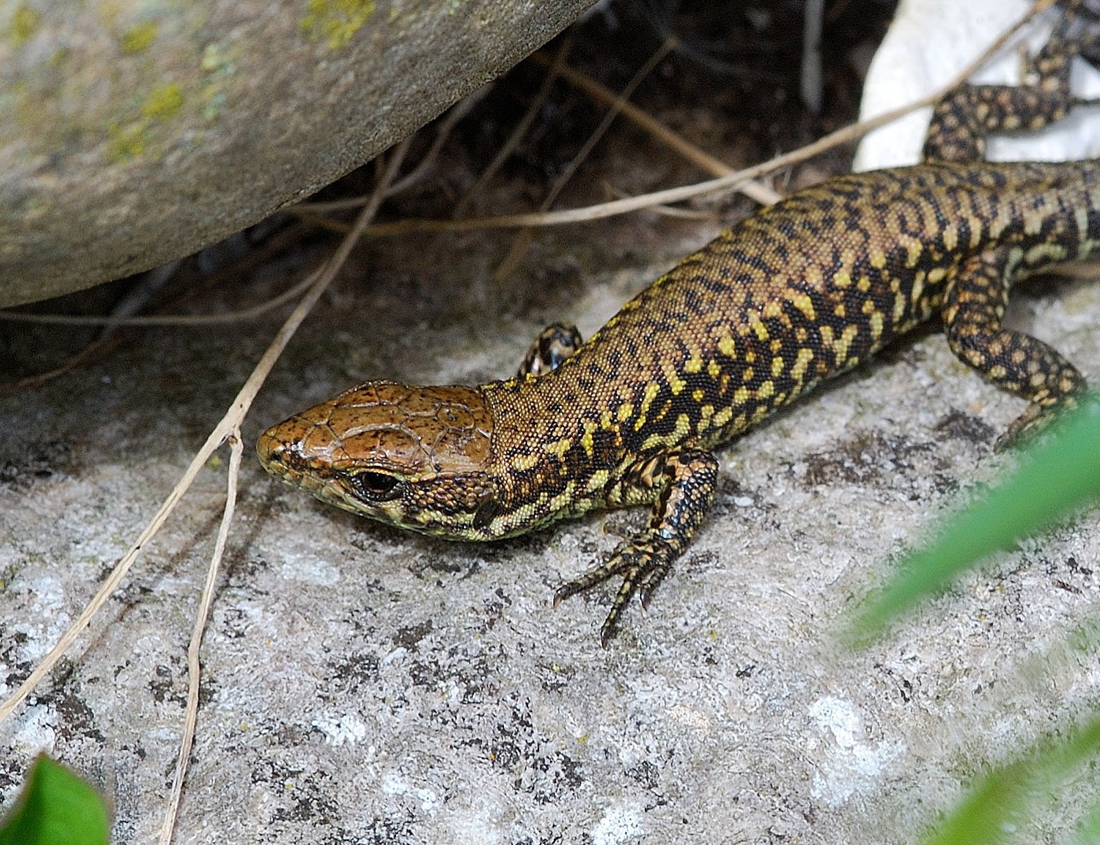 here and throughout ventnor one can also find the wall lizard it is a ...