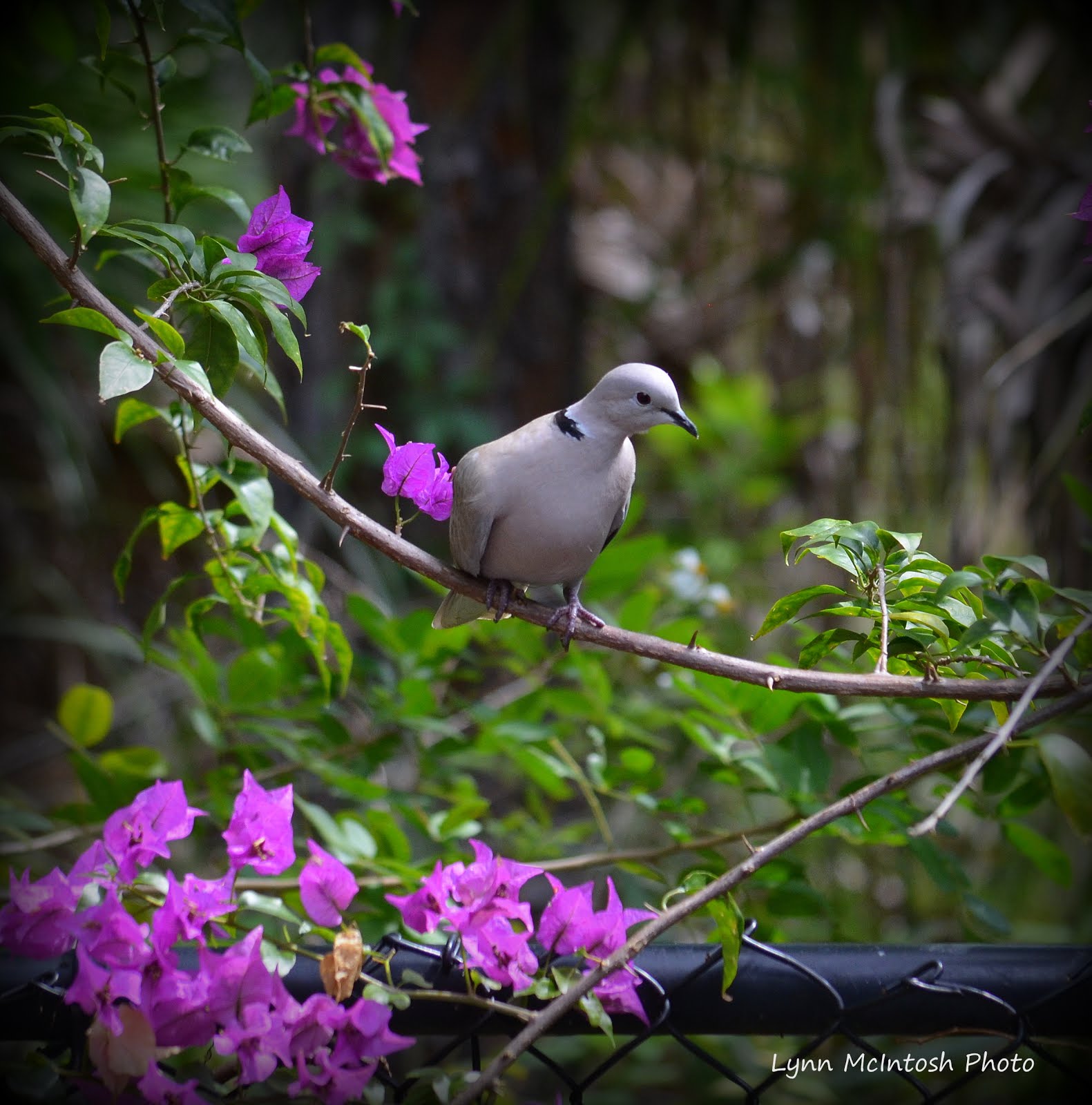 Eurasian Dove