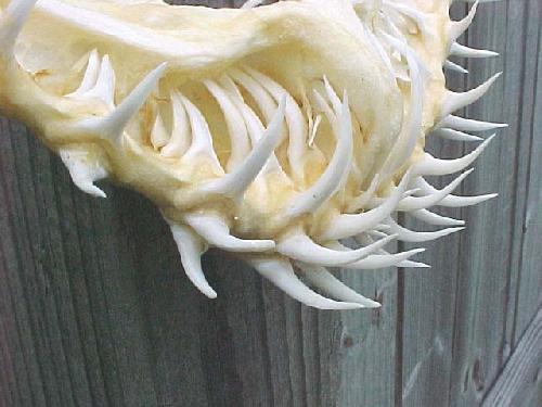 Shark Tooths