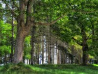 Инвестиции в ПАММ-счета. Итоги 114-й недели инвестирования