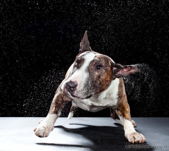 carli davidson fotografia cachorros cães se chacoalhando sacudindo alta velocidade shake
