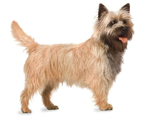 http://2.bp.blogspot.com/-3Wg5ZE_P7Wg/T8nFvlC823I/AAAAAAAAAqI/w0fZojePVzE/s1600/cairn-terrier-pictures.jpg