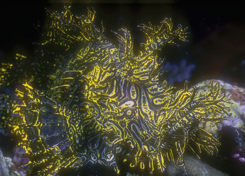 real monstrosities rhinopias scorpionfish
