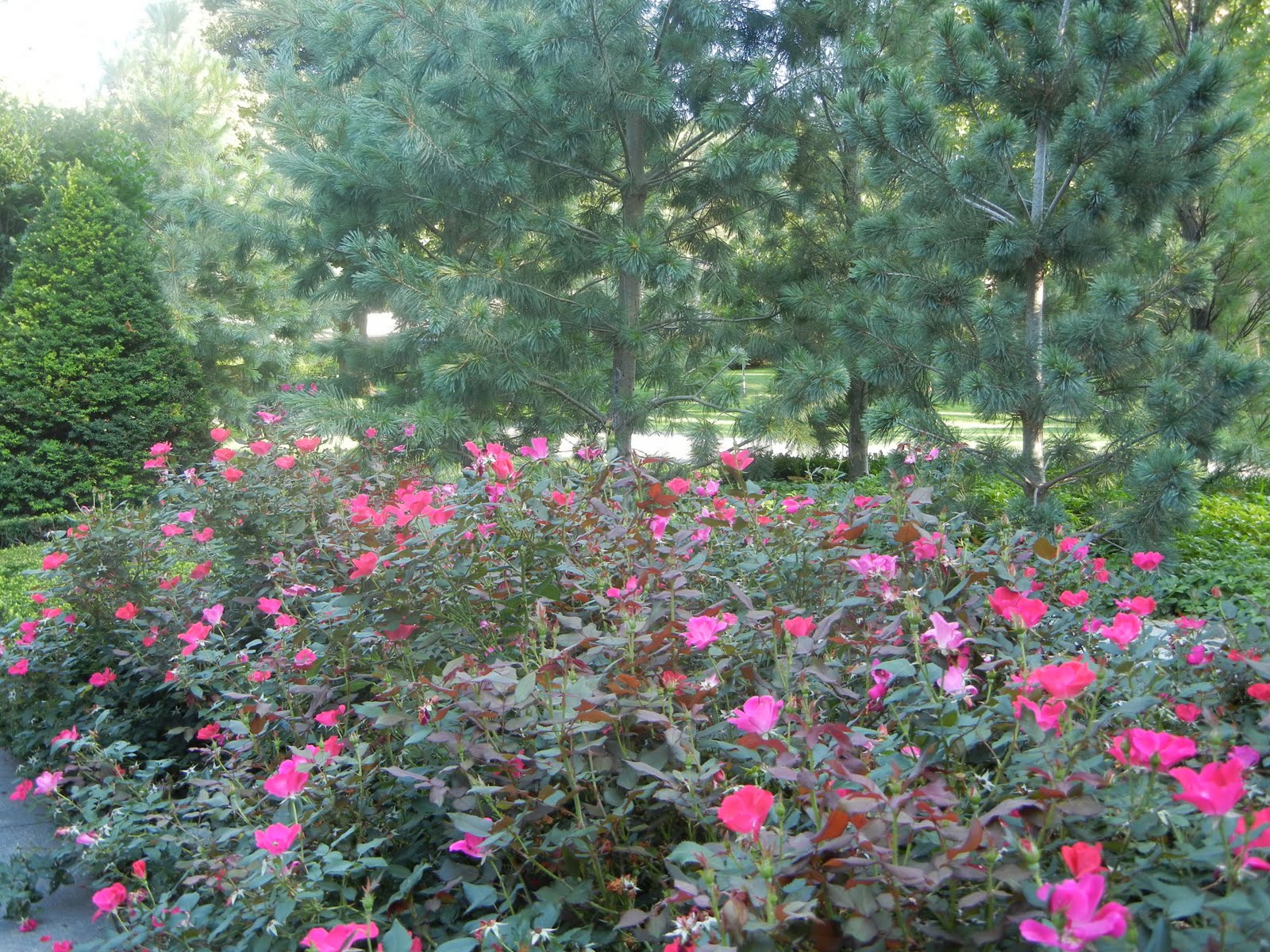 The French Tangerine kelly's garden