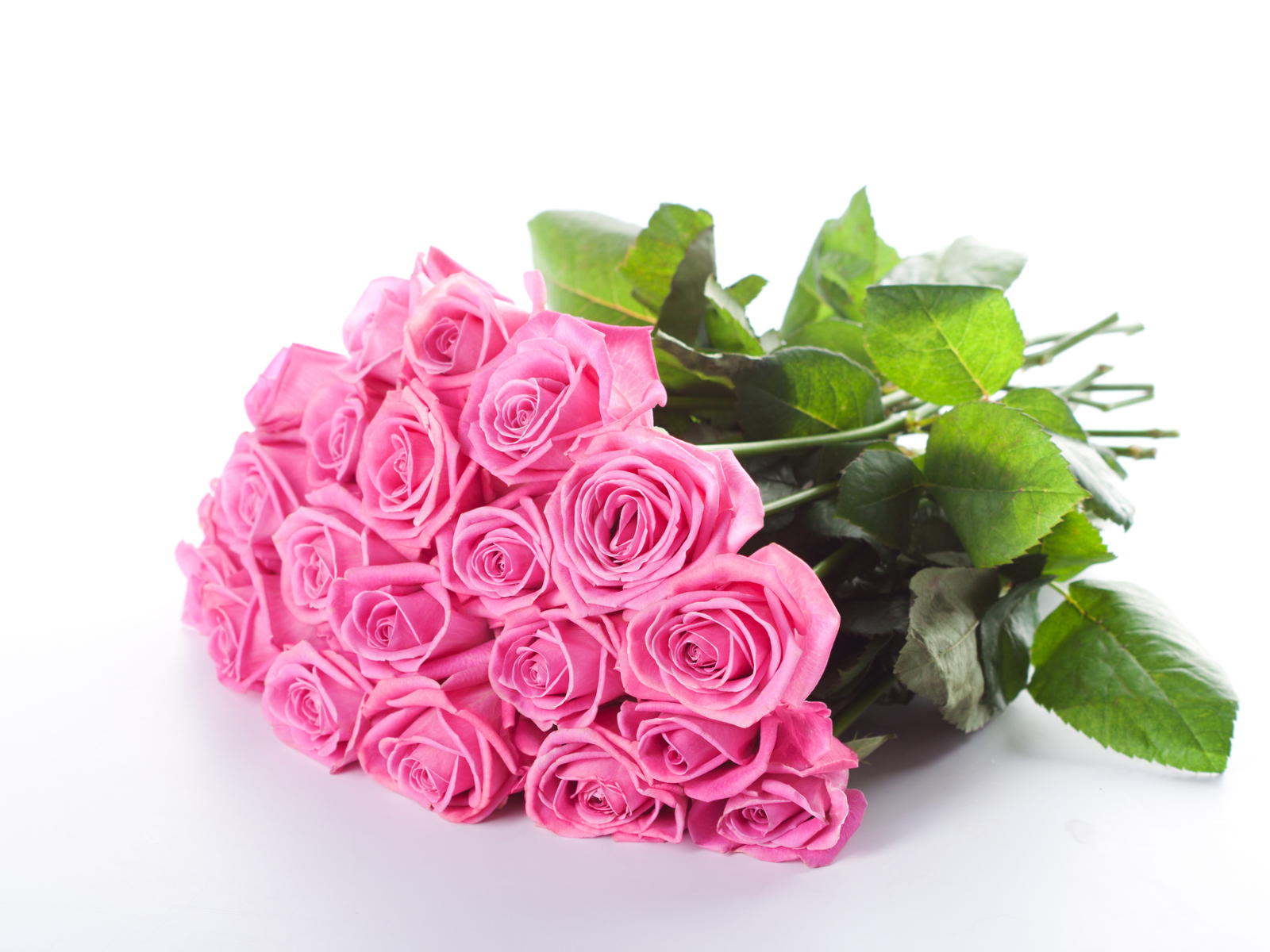 GambarBaru Gambar Bunga Rose Mekar Warna Warni GambarBaru Gambar Bunga Rose Mekar Warna Warni