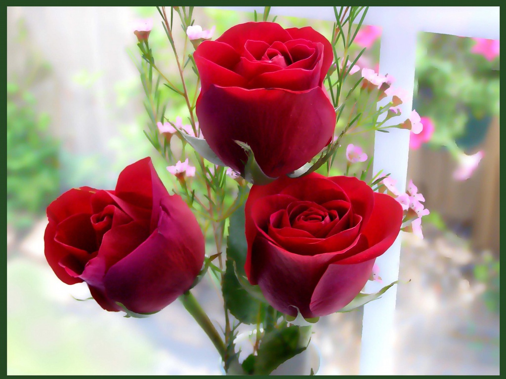 90 Wedding Red Rose Flower Wallpapers Love Roses Pictures ~ Urdu