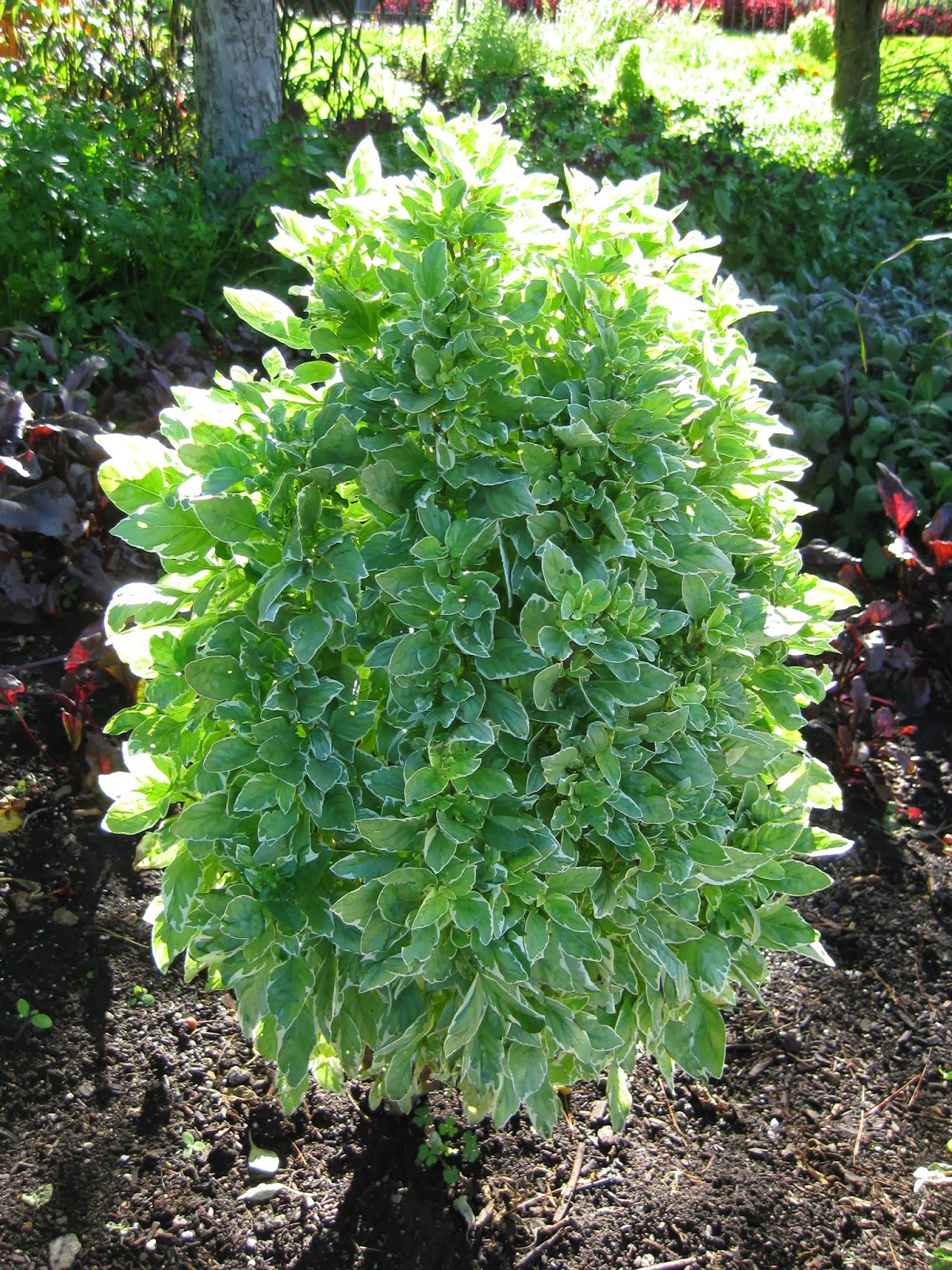 Victoria Gardens Aug 26 2009