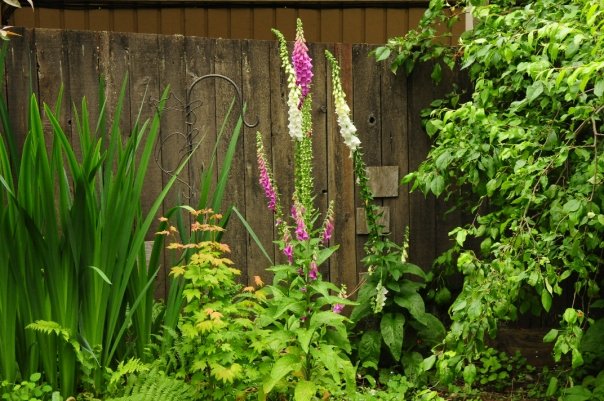 megan seagren s journal plants for pacific northwest shade gardens megan seagren s journal plants for pacific northwest shade gardens
