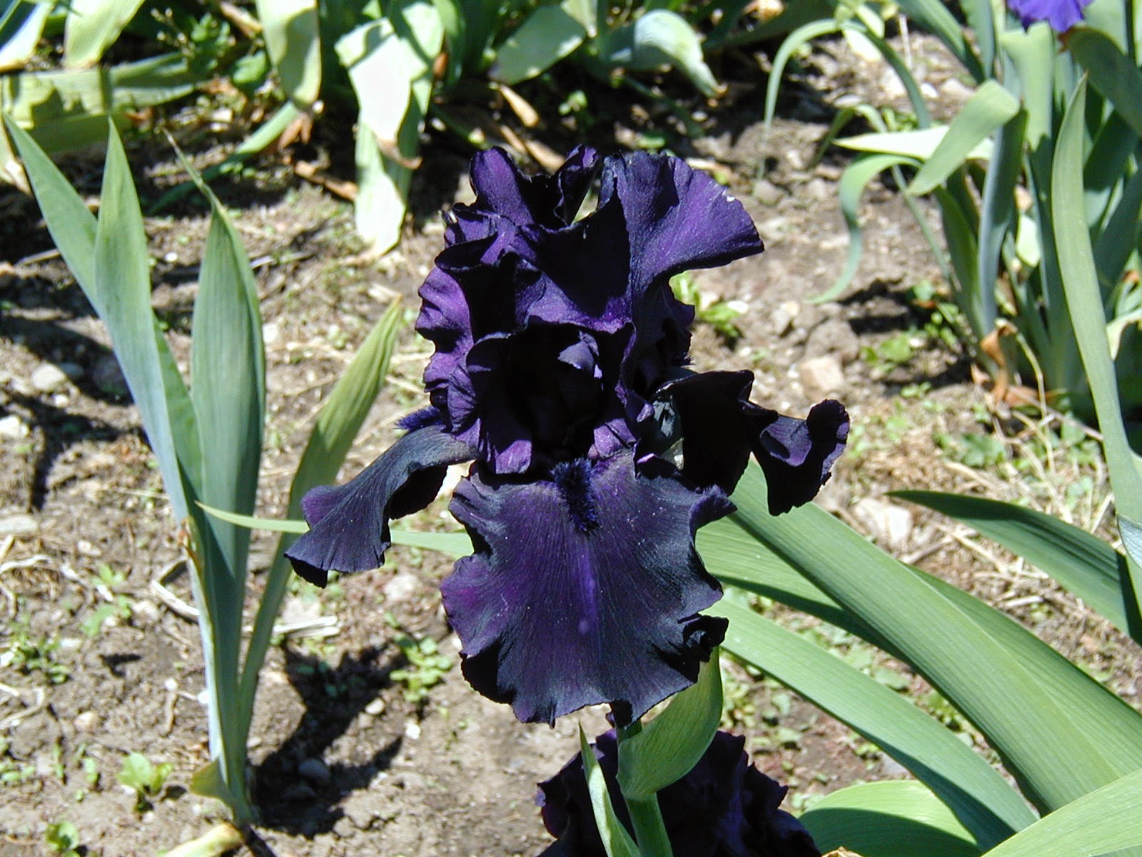 World of Irises TALL BEARDED IRIS, MY FAVORITE "BLACK" IRISES